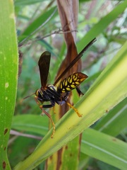 Polistes myersi