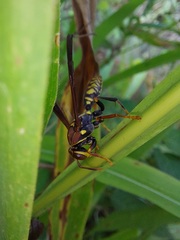 Polistes myersi