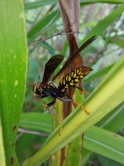 Polistes myersi