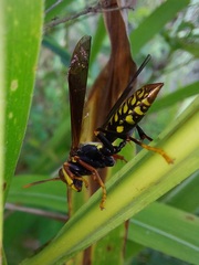 Polistes myersi