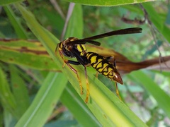 Polistes myersi