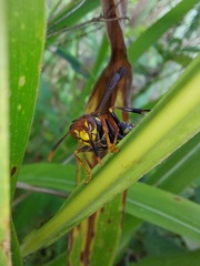 Polistes myersi