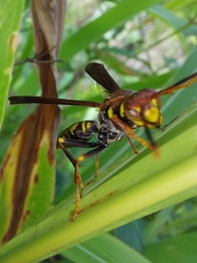 Polistes myersi