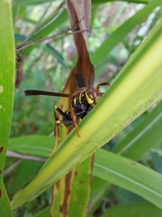Polistes myersi