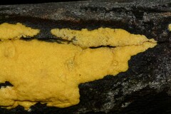 Trichoderma victoriense