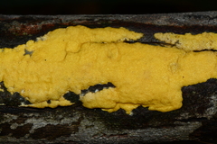 Trichoderma victoriense