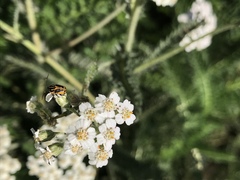 Cryptocephalus castaneus