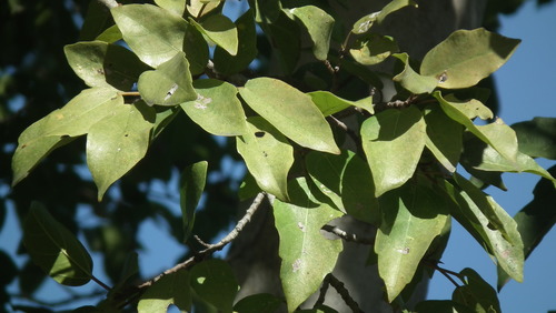Ficus sur