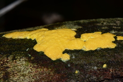Trichoderma victoriense