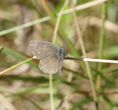 Erina erina erinus