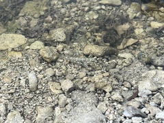 Bathygobius mystacium