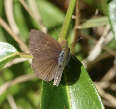 Erina erina erinus