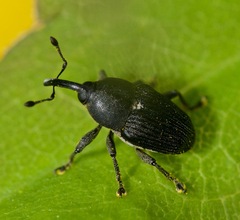 Odontocorynus umbellae