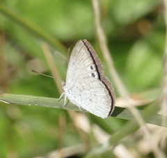 Erina erina erinus