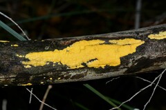 Trichoderma victoriense