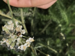 Cryptocephalus castaneus