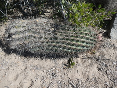 Ferocactus peninsulae