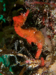Hippocampus sindonis