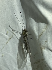 Ululodes quadripunctatus