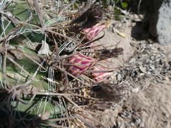 Ferocactus peninsulae