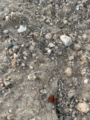 Dasymutilla coccineohirta