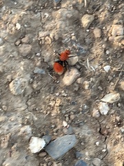 Dasymutilla coccineohirta