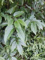 Rhamnus nakaharai