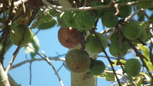 Ficus sur
