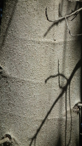 Ficus sur
