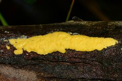 Trichoderma victoriense