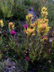 Castilleja peirsonii