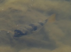 Marilyna pleurosticta