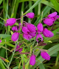 Polygala virgata