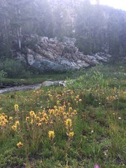 Castilleja peirsonii