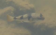 Marilyna pleurosticta