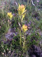 Castilleja peirsonii