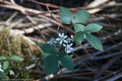 Rubus canadensis