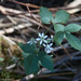 Rubus canadensis