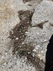 Ivesia santolinoides