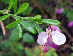 Polygala virgata