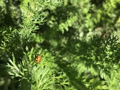 Cryptocephalus castaneus