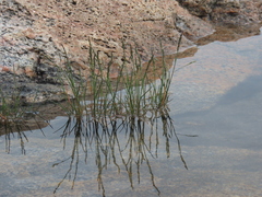 Puccinellia maritima