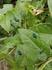 Alticina