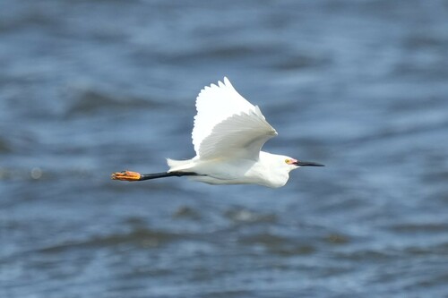 Snowy Egret photographed in New York