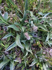 Salix petrophila