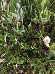 Salix petrophila