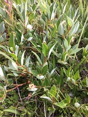 Salix petrophila