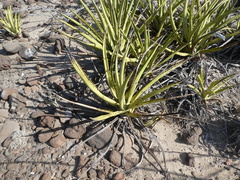 Agave datylio
