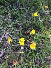 Ivesia lycopodioides
