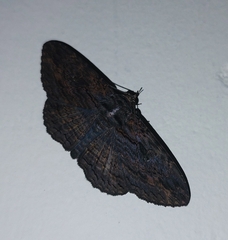 Anisoneura aluco